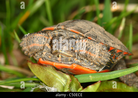 Gemalte Schildkröte (Chrysemys Picta) Stockfoto