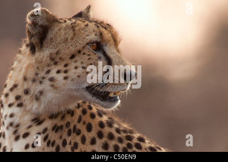 Gepard (Acinonyx Jubatus) Porträts am Orpen, Krüger Nationalpark, Südafrika Stockfoto
