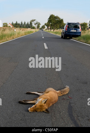 Ein toter Fuchs auf einer Landstraße Stockfoto