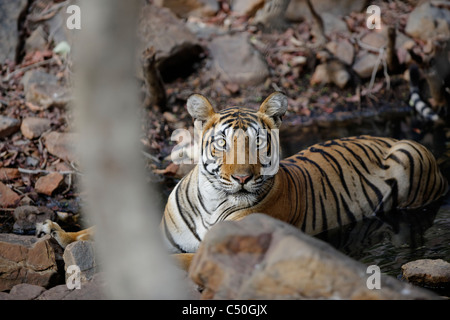 Bengal Tiger in einem Wasser in den Felsen Kühlung im wilden Wald des Ranthambhore, Indien. (Panthera Tigris) Stockfoto