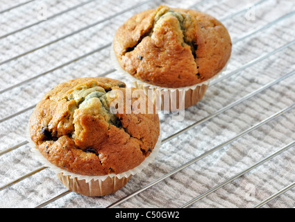 Zwei frisch gebackene Blaubeer-muffins Stockfoto