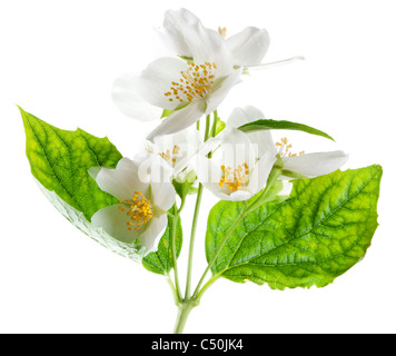 Jasminblüten isoliert auf einem weißen Hintergrund. Stockfoto