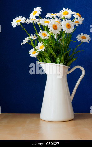 Frische Oxeye Gänseblümchen auf Tisch in weißem Krug im Innenraum Stockfoto