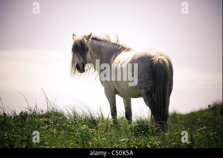 Pony auf LLanddwyn Island, Wales, Uk Stockfoto