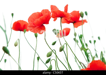 Zarte Mohn Blumen auf weißem Hintergrund. Stockfoto