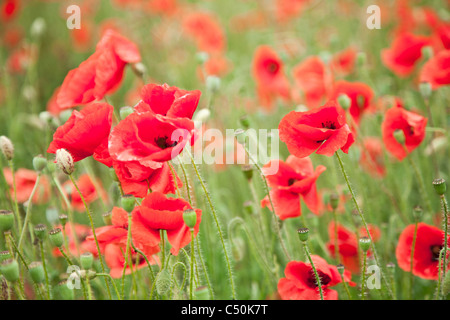 Bereich der wilden Mohn Blumen. Stockfoto