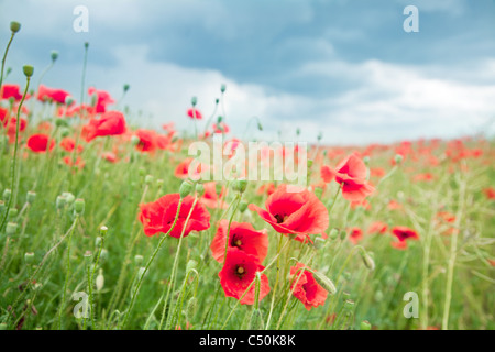 Wilder Mohn Blumen auf blauem Himmelshintergrund. Stockfoto