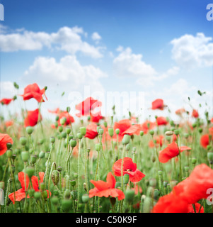 Wilder Mohn Blumen auf blauem Himmelshintergrund. Stockfoto