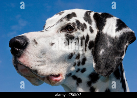 Dalmatiner Kopf Nahaufnahme Profil Ansicht, schwarze und weiße Flecken Stockfoto