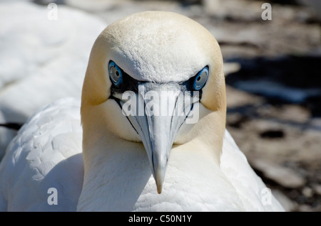 Basstölpel Morus bassanus Stockfoto