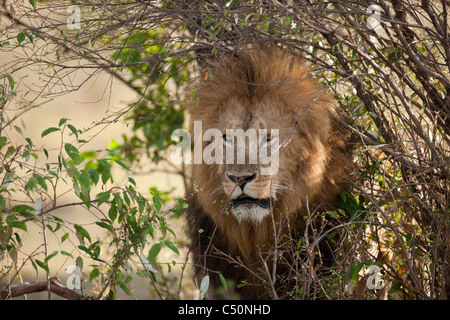 Einen großen männlichen Löwen späht schläfrig durch den Busch. Masai Mara Conservancy, Nordkenia. Stockfoto