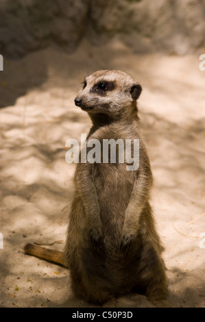 ERDMÄNNCHEN AUF SENTRY PFLICHT ANSEHEN Stockfoto