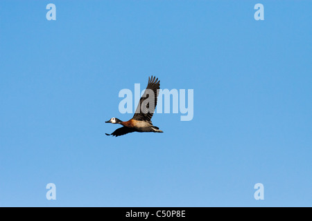 White-faced pfeifende Ente im Flug Stockfoto