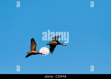 Zwei White-faced pfeifenden Enten im Flug Stockfoto