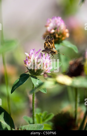 Nahaufnahme einer Motte auf einige wilde Blumen saugen den Nektar aus mit seiner Stroh. Geringe Schärfentiefe. Stockfoto