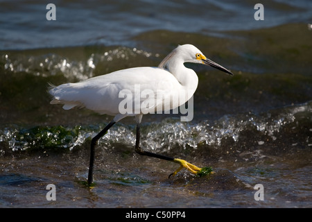 Ein junger Weißer Reiher Vogel am Strand entlang spazieren, als es für kleine Fische jagt. Stockfoto