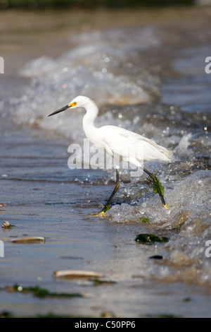 Ein junger Weißer Reiher Vogel zu Fuß entlang dem Strand Jagd für eine Mahlzeit. Stockfoto