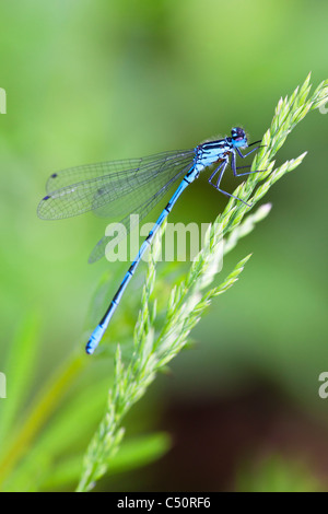 Azure Damselfly Coenagrion Puella männlichen Erwachsenen in Ruhe ein auf Rasen Saatgut-Kopf Stockfoto