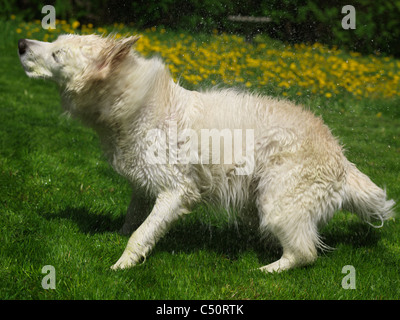 Golden Retriever Wasser abschütteln, nachdem er ein Bad Stockfoto