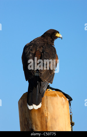 Adler auf hölzernen Pfosten Stockfoto