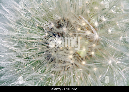 Hintergrund der Löwenzahnsamen (Taraxacum Officinale) Stockfoto