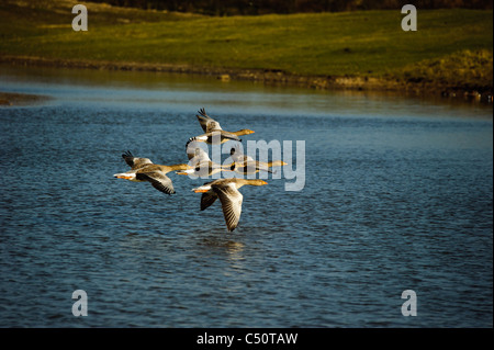 Graugans Anser anser Stockfoto