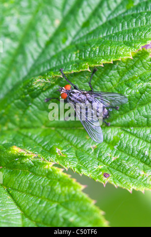 Fleisch-Fly Sarcophaga Carnaria Erwachsenen im Ruhezustand auf einem Blatt Stockfoto