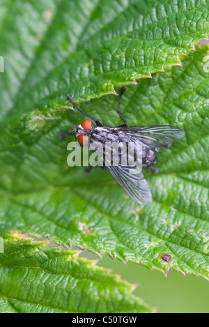 Fleisch-Fly Sarcophaga Carnaria Erwachsenen im Ruhezustand auf einem Blatt Stockfoto