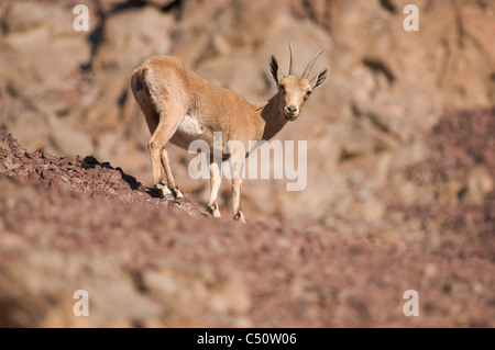 Doe nubische Steinböcke (Capra Ibex Nubiana); "Masiv Eilat" Naturschutzgebiet, Israel Stockfoto