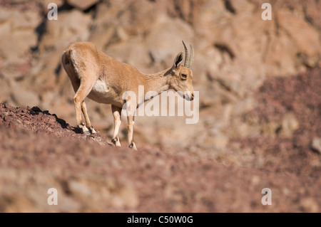 Doe nubische Steinböcke (Capra Ibex Nubiana); "Masiv Eilat" Naturschutzgebiet, Israel Stockfoto