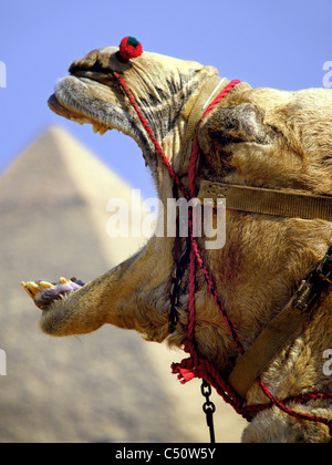 Kamel Essen die Pyramide Stockfoto