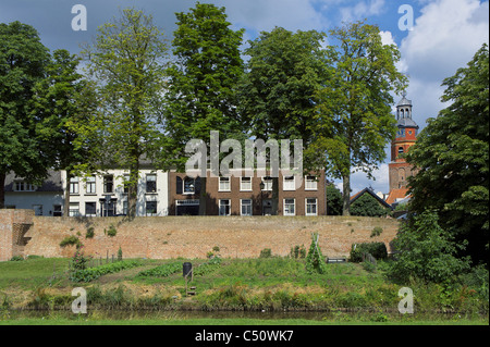 Zwei Rosskastanie-Bäume (richtige & vierte von rechts) in einer Reihe von fünf infiziert durch Bakterien Pseudomonas Syringae pv. aesculi Stockfoto