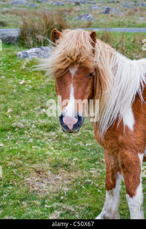 Ein wildes Dartmoor Pony Weide in der Nähe von Merrivale Zeilen in Devon, England, UK Stockfoto