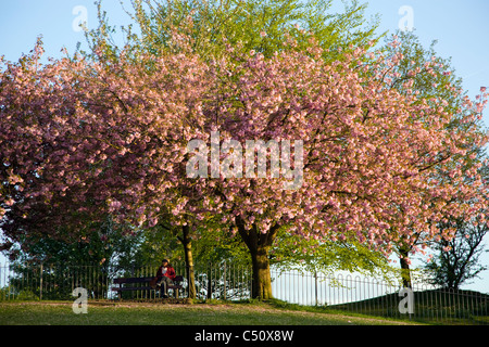 Apfelblüte über Bank auf dem Grün zu Bowness Stockfoto