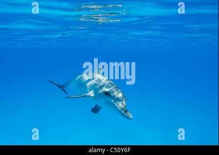 Atlantic Spotted Dolphin Stenella Frontalis Atlantischer Fleckendelfin Bimini Bahamas Karibik Unterwasser neugierig juvenile Stockfoto