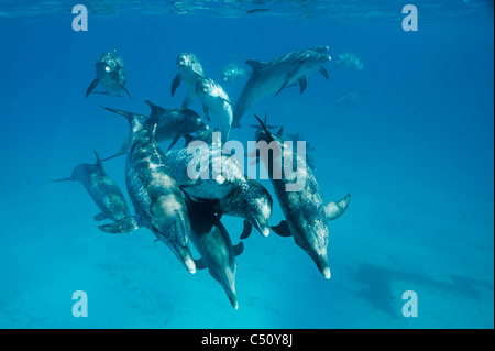 Atlantic Spotted Dolphins Stenella Frontalis Atlantischer Fleckendelfin Bimini Bahamas Karibik Unterwasser Pod von Erwachsenen Stockfoto