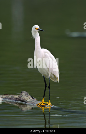 Snowy Reiher thront auf Halbüberspülte Niederlassung in Lagune. Stockfoto