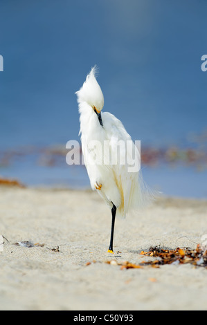 Snowy Reiher ausruhen am Strand von Malibu Lagoon. Stockfoto