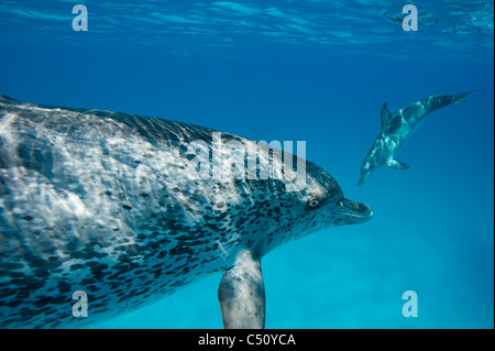 Atlantic Spotted Dolphins Stenella Frontalis Atlantischer Fleckendelfin Bimini Bahamas Karibik Unterwasser Portrait mit Auge Stockfoto