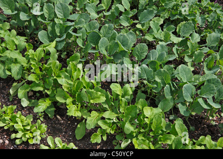 Reihen von jungen Gemüsepflanzen im Garten Stockfoto