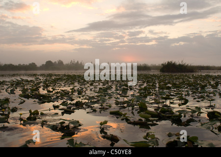 Laguna del Tesoro, Schatz Lagune bei Sonnenaufgang, Zapata Halbinsel, Kuba Stockfoto