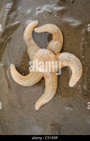 Gemeinsamen Seestern oder gemeinsame Seestern (Asterias Rubens) Stockfoto