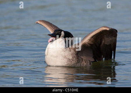 Kanada-schwarz Gans putzen und Baden Stockfoto