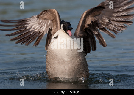 Kanada-schwarz Gans putzen und Baden Stockfoto