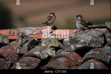 Spatzen sitzen auf einem Ziegeldach eines Hauses in der französische Weg von St. James Weg, Furelos, Galicien, Spanien Stockfoto