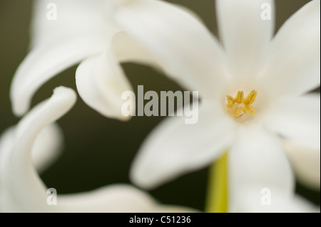 Hyazinthe Nahaufnahme Blume Stockfoto