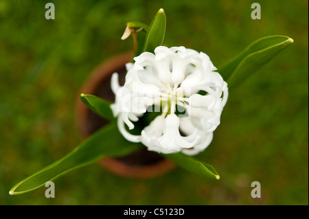 Hyazinthe Nahaufnahme Blume Stockfoto