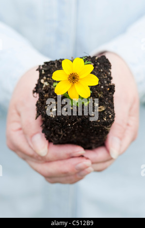Frau Holding Zwerg gelb Zweizahn in der Handfläche von ihrer Hand. Stockfoto