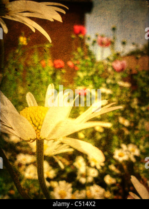 Sommerblumen in einem ländlich geprägtes Land-Garten Stockfoto