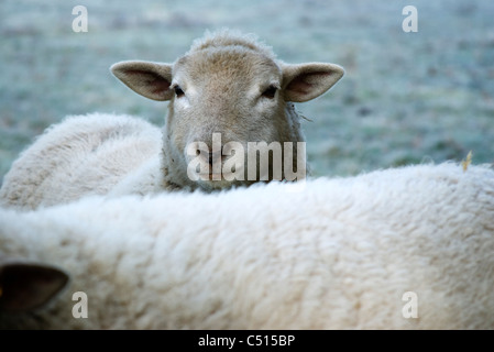 Schafe Stockfoto